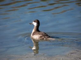 Rubber-banded Ruddy Duck released