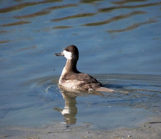 Rubber-banded Ruddy Duck released