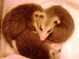 HAPPY VALENTINE’S DAY