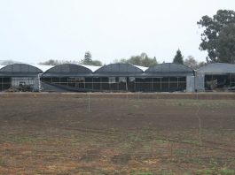 Greenhouse fire damages hundreds of orchids