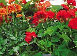 Flower power: Fundraiser Saturday