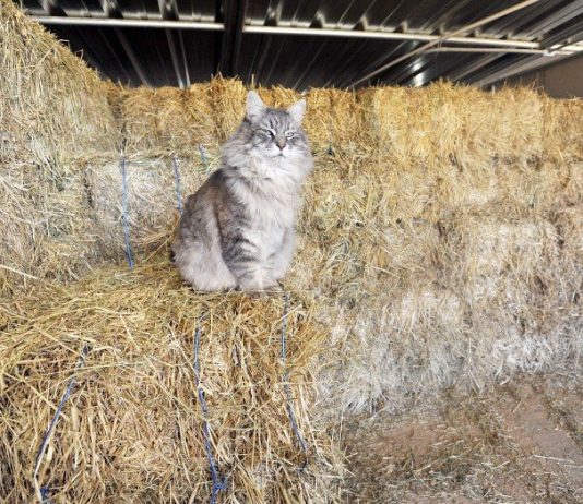 Dooms-hay?