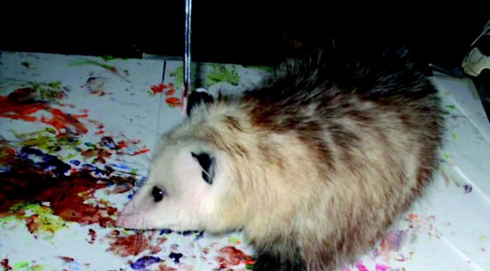 Animal artwork raises funds, creates awareness