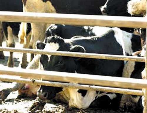 Case of mad cow disease confirmed at Central Calif. dairy
