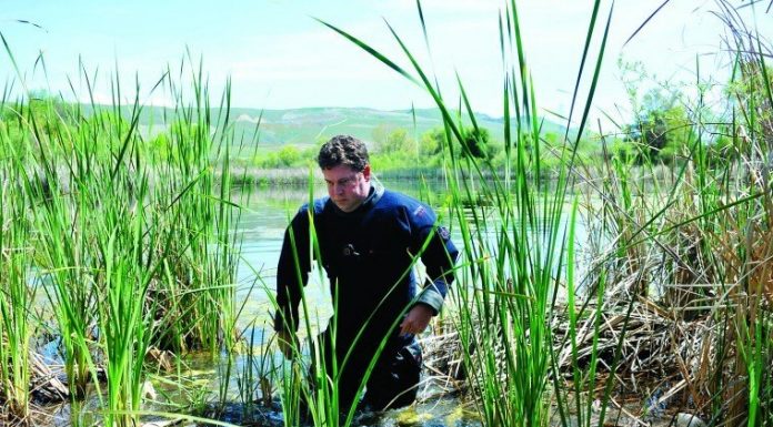 Use of sonar expanded in Sierra search