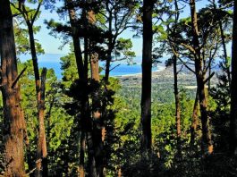 GETTING OUT: Pines add ‘magic’ at Jacks Peak County Park