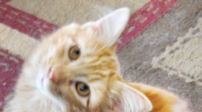 Ronan Avenue pet not poisoned, report says