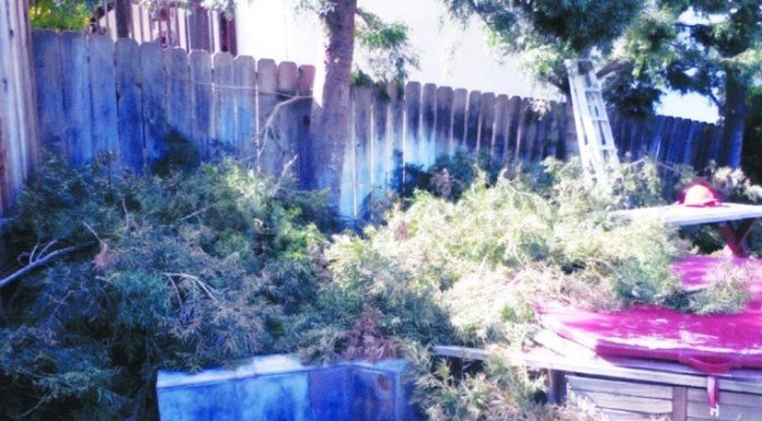 Alleged landscape scammer arrested