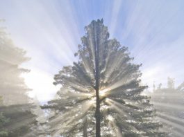 Getting Out: Roaming the Bay Area’s open spaces