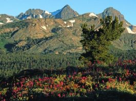 GETTING OUT: ‘Gotta’ see scenic eastern Sierras in the summer