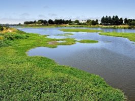 GETTING OUT: Not a wasteland but a delightful wetland