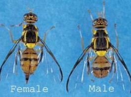 Infestation of evasive oriental fruit fly hits Morgan Hill