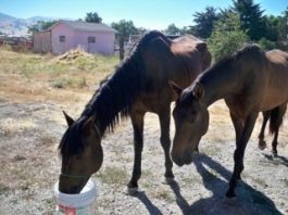 Malnourished horses abandoned by the highway, left to starve by owner