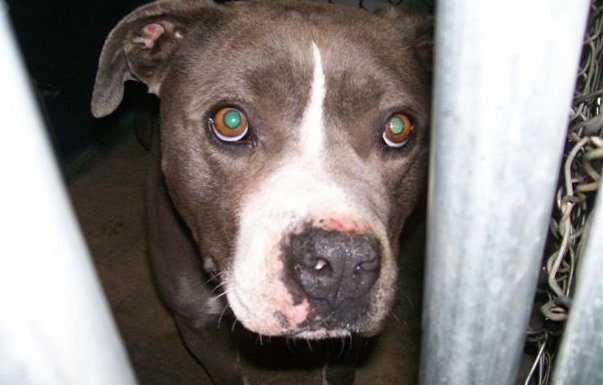 Police finish investigation into owner of aggressive pit bull