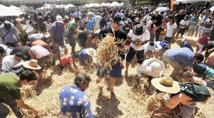 $18,000 embezzled from Garlic Festival