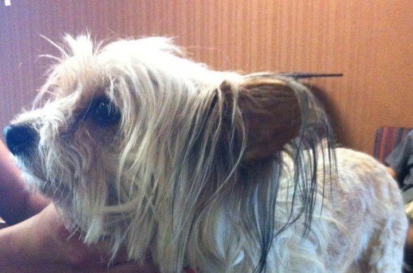 Dog found with a brick tied to its legs in Uvas Creek