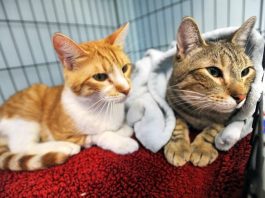 Happiness alert: Take home a furry friend this Saturday