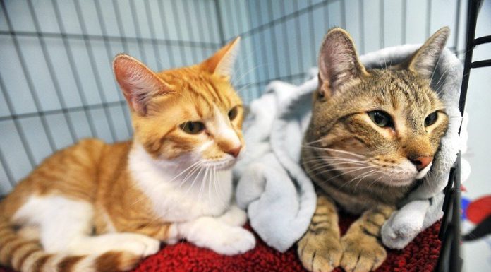 Happiness alert: Take home a furry friend this Saturday