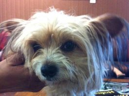 Fighting over what to do with River