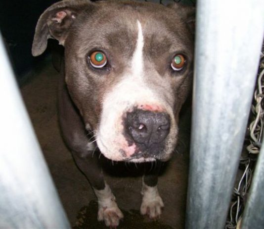 Pit bull owner will not be prosecuted