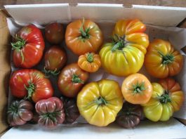 Teraji: Tomato evangelism