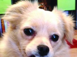 Rescued shelter dog brings new life into home