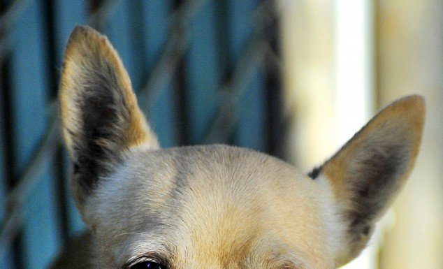 POTW: Odie
