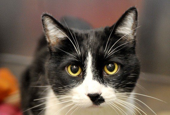 POTW: Chunkie