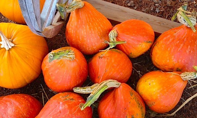 The Wonderful World of Pumpkins