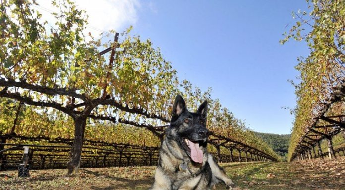 Wonderful wine, on time