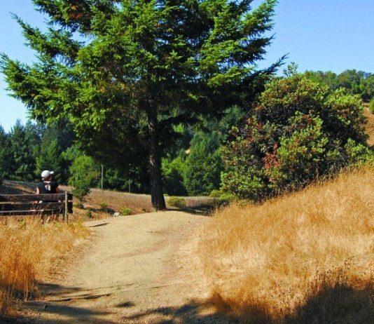 GETTING OUT: Celebrate at Armstrong Redwoods State Natural Reserve