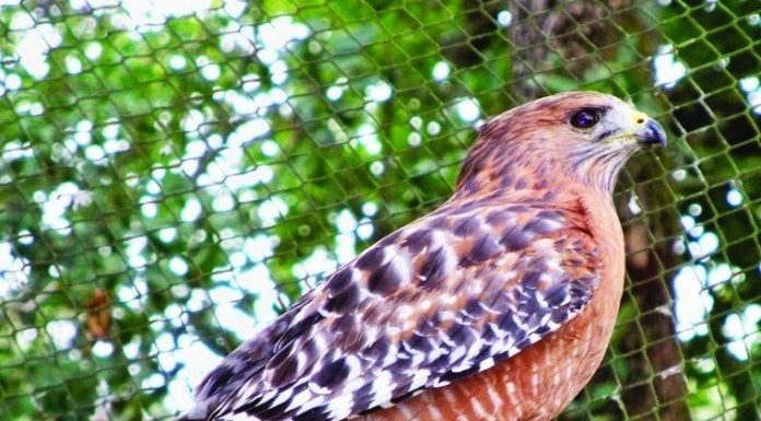 Injured hawk recovers, is released