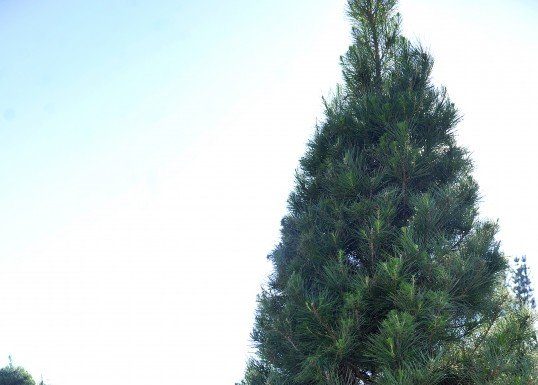 O, Christmas tree, O, Christmas tree