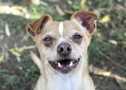 POTW: Harley