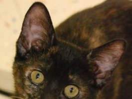 Adopt Munchkin