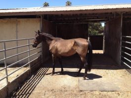 It’s a win-whinny for abused horse and new owner