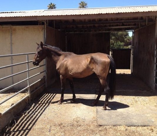It’s a win-whinny for abused horse and new owner
