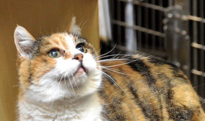 Adopt a senior cat