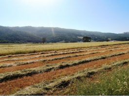 California Farm Bureau scholarship applications available