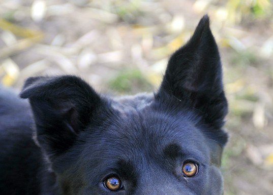 Adopt Buddy
