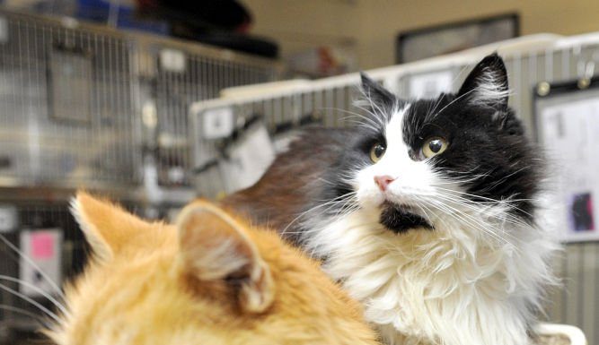 Adopt Tiger
