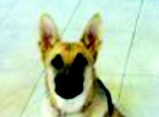 Owners believe local family has girl’s missing ‘comfort’ dog