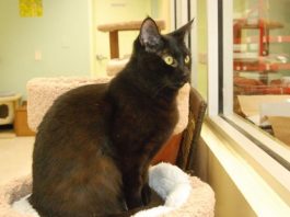 Adopt Licorice