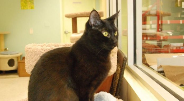 Adopt Licorice