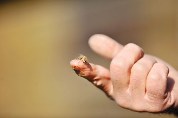 Dwindling bee population all the buzz