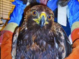 WERC to host Pet Photo Days Benefit