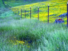 Butterflies make comeback on Coyote Ridge