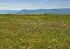 Reserve a spot on wildflower hikes today