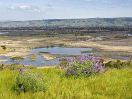 Getting Out: Coyote Hills worth the trip