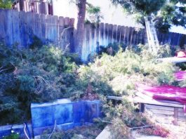 Justice for landscape scammer